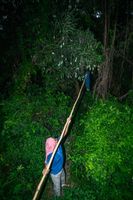 Mango Harvest in India