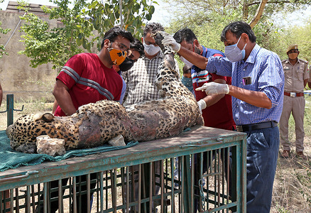 Indian veterinary doctors examine a dead panther during postmortem at forest office in Beawar. Dead body of adult female panther found at entrance of a cave on mountain in a village near Beawar. After postmortem, Doctor told that panther was five to six years old. She died four to five days ago. Her stomach was empty, so she died due to hunger and thirst. Dead panther was cremated according to Hindu rituals. Panther is dying day by day due to lack of protection in India.