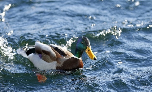 Brandenburg: Ducks swim in the Straussee