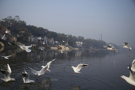 Hundreds of migratory birds, including seagulls arrive at Delhi's Yamuna Ghat during the onset of winter season.
