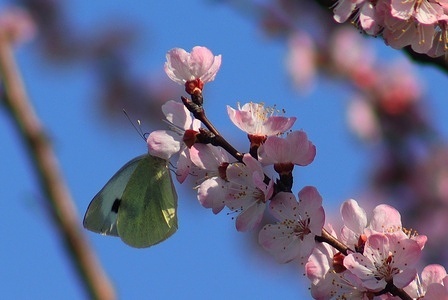 The spring season in Kashmiri language is called Sonth. A butterfly enjoys the almonds bloom.