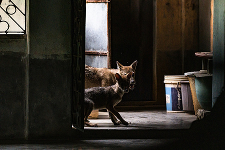 A wild golden jackals (Canis aureus) mother and her cub entered a house for food at noon. The baby was curiously sniffing all things beside him trying to enter the room of the house and her mother immediately roared and warned her. This photo was taken ahead of the International Day for Biological Diversity 2022 at Tehatta,. The golden jackal (Canis aureus) is a wolf-like canid that is native to Eastern Europe, Southwest Asia, South Asia, and regions of Southeast Asia.