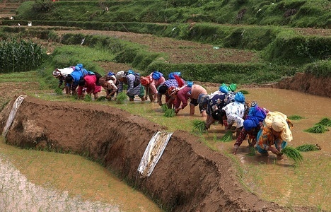 Nepali women plant rice seedlings at a paddy field welcoming monsoon season in a village of Lalitpur, Nepal.