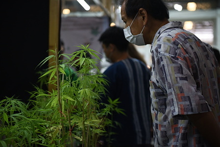 The atmosphere of the event "Cannabis Samut Prakan" after the government Announced to Cannabis Released from drug status on June 9, 2022, which at the event there were distributors of Cannabis plants, or selling processed products extracted from Cannabis, gained the attention of the people, at the warehouse on Thepharak Road, Samut Prakan Province.
Cannabis in Thailand will be used for medical, medicinal, economic income, where people can grow cannabis for consumption, Tetrahydroconnabinol (THC) exceeding 0.2% is considered a drug. and illegal.