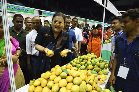 Madan Mitra, TMC leader & former West Bengal minister picks mango at the three days duration Bengal Mango Festival is being organised by the West Bengal Food Processing Industries and Horticulture department in association with the Indian Chamber of Commerce. Exhibition and sale of different varieties of mango and mango products by the growers and producers from all across the state are in display at this festival. There are 30 stalls of different districts are open from 11 am to 8 pm on all three days (23-25 June, 2022).