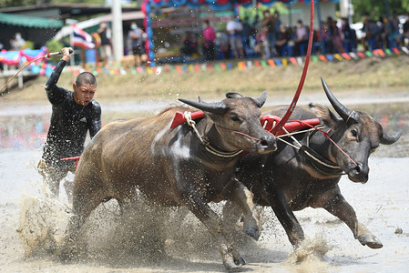 Thai farmers bring buffalo to the "Buffalo Racing Festival" at Ban Na Kattae Competition Stadium, Na Pa Subdistrict, Chonburi Province to preserve local culture and traditions. Chonburi Eastern Thailand, after the suspension of the event last year Due to the epidemic situation of the COVID-19 virus.