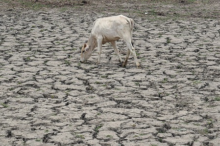 A cow grazes on a dried-up pond on a hot summer day in New Delhi. The ongoing heatwave in New Delhi is expected to get a relief soon as light rains may occur in New Delhi as predicted by thr Indian Metrological Department(IMD).
