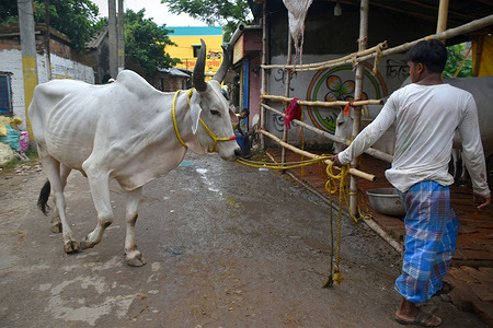 A trader arrives with a sacrificial animal (cow) for sale at a cattle market ahead of the Muslim festival of Eid al-Adha, on the outskirts of Kolkata.