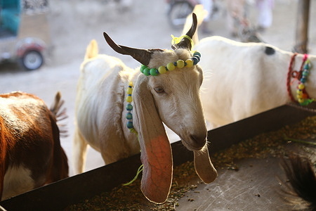 Buyers and sellers gather together at the sacrificial animal market for up coming religious festival Eid Ul Adha