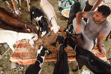 A vendor feeds his goats in a livestock market ahead of the Muslim festival of Eid al-Adha in New Delhi.