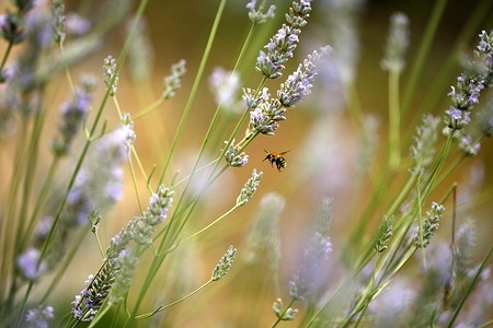 Berlin-Steglitz: Bees and bumblebees in lavender
