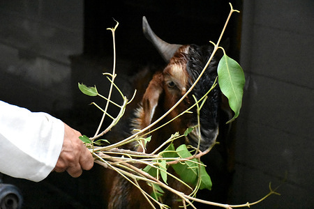 The goat having a look at the leaves before eating on the Bakra Eid Day at New Delhi.