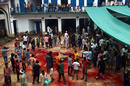 Pakistani Muslim devotees slaughtering camels on the 2nd day of Eid al-Adha, the Festival of Sacrifice (Qurbani) at Darul Uloom Jamia Naeemia Mosque with SOP's in Lahore. Muslims celebrate Eid al-Adha or Feast of Sacrifice, the second of two Islamic holidays celebrated worldwide marking the end of the annual pilgrimage or Hajj to the Saudi holy city of Mecca and commemorating the willingness of the Prophet Ibrahim, Abraham to Christians and Jews, to sacrifice his son. During the holiday, which in most places lasts four days, Muslims Slaughtering sheep, goats, cows, and camels to commemorate Prophet Abraham's willingness to sacrifice his son Ismail on God's command, and distribute part of the meat to the poor.