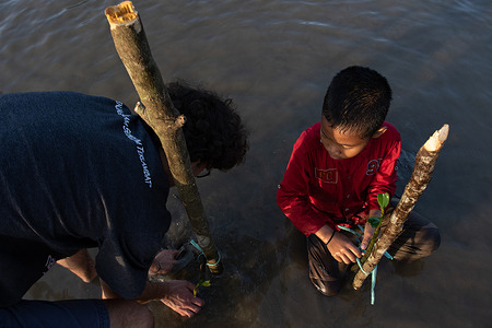 Members of NatureVolution of Indonesia planted 1,500 mangrove trees on the Tolitoli Coast in Wawobungi Village, Lalonggasu Meeto, Konawe, Southeast Sulawesi in the series of World Mangrove Day. This activity was carried out in collaboration between the Tolitoli Giant Clam Conservation Institute and NatureVolution Indonesia.