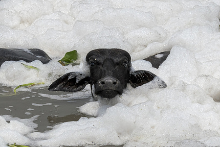 Cattle bath in the heavily polluted waters of Yamuna River with a thick white layer of toxic foam showing high water pollution levels in Delhi.