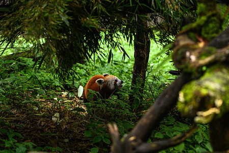 The Red panda (Ailurus fulgens), also known as the lesser panda, is an endangered IUCN Red Listed small mammal native to the eastern Himalayas and southwestern China, is walking around in India's largest high-altitude zoo (7,000 feet) Padmaja Naidu Himalayan Zoological Park (PNHZP) in Darjeeling, West Bengal, India on 11/06/2022. The PNHZP is known internationally for its conservation and breeding programmes for the red pandas.
