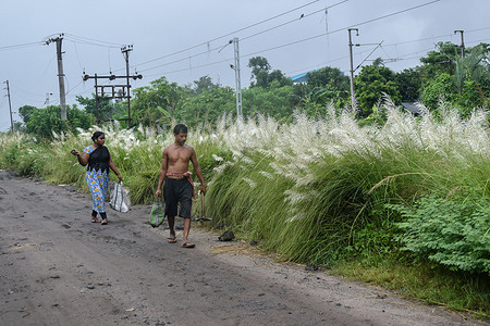 People walk past Kaash flowers on the outskirts of Kolkata.