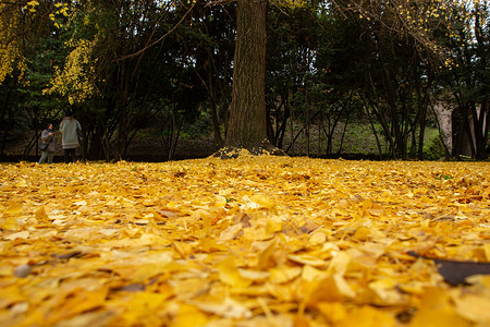 Evocative carpet of yellow leaves at Villa Sciarra in Rome