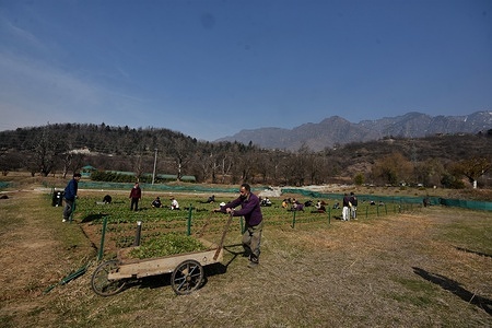 SRINAGAR, KASHMIR, INDIA - February 25 2023.
Gardeners prepare Tulip Garden in Siraj Bagh located at the foothills of Zabarwan mountain range, on February 25, 2023 in Srinagar,
the summer capital of Indian administered Kashmir, India. Over 1.8 million tulips are expected to bloom by the end of next month.