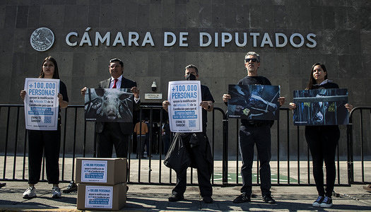 Members of the international organization "Animal Equality, holding posters showing the mistreatment and cruelty that millions of animals live with made action in the Chamber of Deputies to deliver more than 100,000 signatures that they have collected throughout the country, from citizens who support the initiative that seeks to amend the Mexican Constitution so that the Congress of the Union can legislate on animal welfare and protection. In this way, the first General Animal Welfare Law of Mexico will be passed, which will provide legal certainty at the federal level to protect all animals and can be replicated throughout the country.