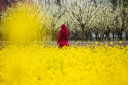 Kashmiri woman walks along the blooming mustard field during spring season in the outskirts of Srinagar. As the monochrome winter gives way to spring, Kashmir’s hills and meadows begin to turn into a riot of colours.