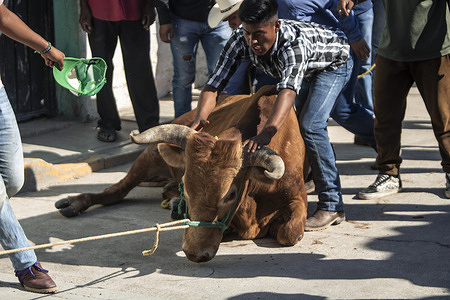 To the sound of chile frito music, inhabitant of the community of Atliaca try to ride a bull in the traditional Huacaxtoro route.
.
