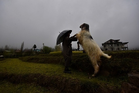 A Shepherd playing with goat as Goat stands on his back feet with his full length in the field during Moody weather with fog and rain at Outskirts of Srinagar the Summer captial of Indian Administrated Kashmir on April 01 2023.