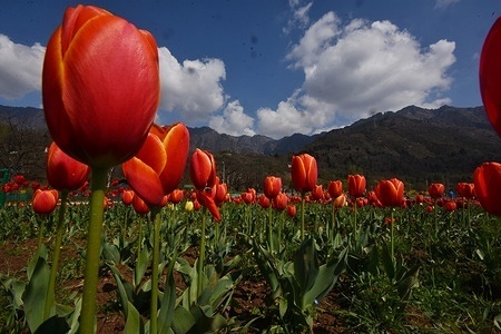 Tulip flowers are seen in full bloom during a cloudy spring day at the Asia's largest tulip garden in Srinagar. Despite the inclement weather, tourists are flocking the famed Tulip garden in Srinagar. Officials claim that over 200,000 tourists have visited the garden within the first ten days of its opening. 1.6 million tulips are in full bloom at the worlds largest garden situated at the banks of Dal lake.