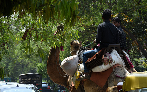 light lunch by these camels on the delhi road today