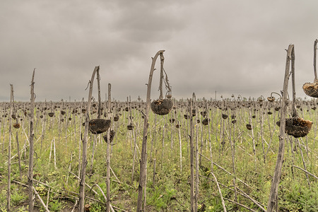 View of unharvested sunflower field near village of Kivsharivka of Kharkiv Region.
