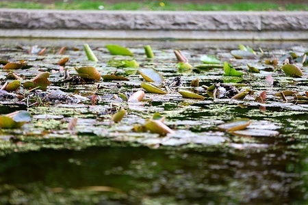 The photo shows a pond in the Steglitz city park
