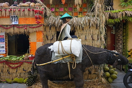 Festival is the most colorful harvest festival in the Philippines in which houses are adorned with kiping (a traditional Filipino leaf-shaped wafer made from glutinous rice), vegetables, fruits and other agricultural materials. The festival is a thanksgiving to San Isidro Labrador for a bounty harvest.