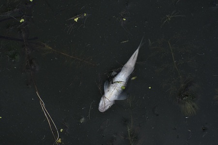 Hundreds of dead fish are seen floating in the waters of Dal Lake, on May 26, 2023, in Srinagar, the Summer captial of Indian Administrated Kashmir. Tens of thousands of dead fish, are showing up on the shores of the banks of Dal Lake and its waterways, caused concern among the public and the experts over the ecological health of this water body.