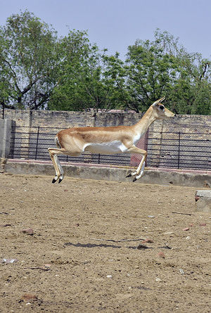 Bikaner: Deer inside an enclosure at the Bikaner zoo, Friday, May 26, 2023DINESH GUPTA BIKANER-09414253300