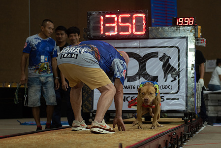 American Pit Bull dog, Weight Drag UDC Championship Dog, in Thailand International Dog Show 2023, at Hall IMPACT Muang Thong Thani during, Northern suburbs of Bangkok.