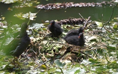 Berlin: A moorhen in the pond with lily pads in the Steglitzer Stadtpark.