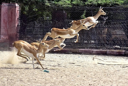BIKANER-19.08.2023Deer inside an enclosure at the Bikaner zoo on saturdayDINESH GUPTA BIKANER-09414253300