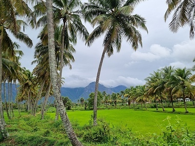 Kollengode is one of the major towns in Palakkad district, Kerala, India. Kollengode Town is the headquarters of Kollengode Grama Panchayat and Kollengode Block Panchayat. Kollengode is one of the major tourist spots of Palakkad district. It is located about 26 km from Palakkad.