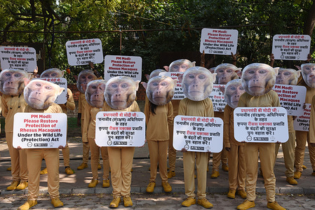 Activists of People for Ethical Treatment of Animals (PETA) in New Delhi, India on friday October 27, 2023, wearing monkey masks and holding banners to focus attention to prevent Rhesus Macaques from being killed or captured for experimentation, meat or other forms of abuse. Photo: Sondeep Shankar/ Pacific Press