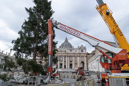 View of the installation of the Christmas tree in St. Peter's Square. The Christmas tree arrived in St. Peter's Square with 27 meters high, it weighs 6.5 tons and was donated by the municipality of Macra, in the woods of Cuneo. It will be decorated with lights and over 7,000 dried edelweiss which will give the effect of a snowfall. The lights will be turned on next December 9.