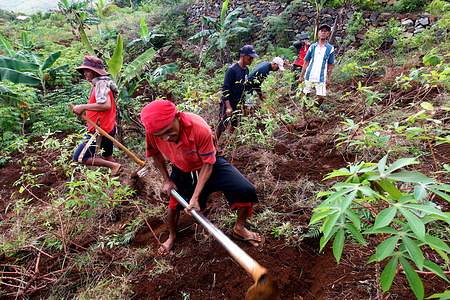 Farmers are helping hand to cultivate the farmland of their co-farmer in Sitio Kapihan, Barangay N. Sering, Soccorro, Bukas Grande Surigao Del Norte. This activity they called “hungos” in which they help each other on the farm activities without paying or labor of love or they called the Philippines “bayanihan” or volunteerism. The peaceful community of Sitio Kapihan lead by Mr. Jey Rence Buyser Quilairo under their organization Soccorro Bayanihan Services Inc., whose aims are supporting each other as a big family. Sitio Kapihan is a community of 353 hectares of farm land and fishing ground facing the open sea of Pacific Ocean with more than 5,000 residences.
