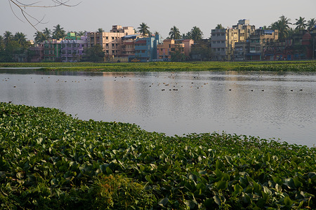 Large number of migratory birds coming in this winter (November to March) at the mostly water hyacinth covered Santragachi Jheel or lake. Lesser Whistling Duck is the most dominant species visible here with other varieties.