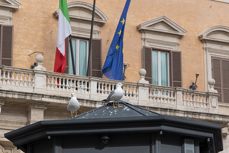 Seagulls in front of Montecitorio Palace in Rome