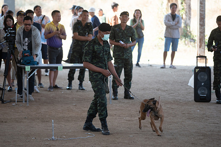Military Dog Center, Royal Thai Army Animal Department, let people the public bid Auction oF military dogs that do not qualify for selection for use in performing duties, 3 breeds: German Shepherd, Belgian Malinois and Labrador Retriever, total of 54 dogs, on January 27, 2024. at the Silapasomsak Demonstration Camp, Military Dog Center Royal Thai Army Animal Department Nong Sarai Subdistrict, Pak Chong District, Nakhon Ratchasima Province, Thailand. The military dogs being auctioned are canines that did not meet the stringent criteria for national service, These dogs may have traits like being overweight, underweight, or just too friendly. Some may also have exceeded the designated quota. So instead of burdening itself, it cannot take care of the Army auctions them off to individuals who will love them and look after them until the end of their lives.