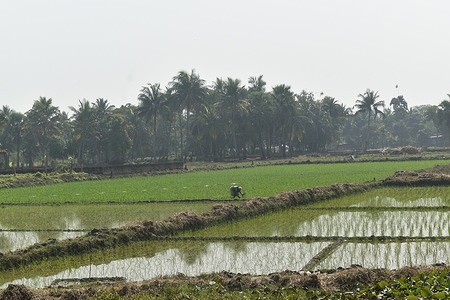 A farmer is working in a paddy field on the outskirts of Kolkata.