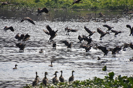 Despite its urban surroundings of multistory houses and bustling bazaars, Santragachi Jheel is a haven for migratory birds this winter, its surface mostly covered by water hyacinth. Among the diverse avian visitors, Lesser Whistling Ducks stand out as the dominant species, accompanied by various smaller varieties. The juxtaposition of urban life and natural beauty captivates birdwatchers, who flock to witness this unique phenomenon. Efforts are underway to preserve this delicate ecosystem amidst urbanization, ensuring Santragachi Jheel remains a sanctuary for migratory birds amidst the bustling cityscape.