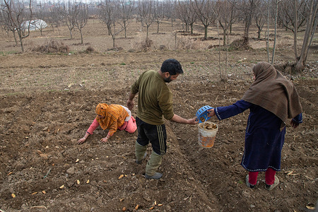 Farmers plant seed potatoes in an agricultural land at a village in Budgam district, Jammu and Kashmir.
