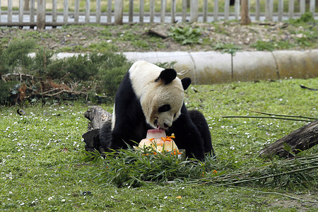 MADRID, SPAIN - FEBRUARY 22: Next Thursday, February 29, the five giant panda bears from the Madrid Zoo Aquarium will leave the city for China, their country of origin. In the image, you can see a member of this family who arrived in the capital 17 years ago as part of a technical cooperation project between China and Spain on Thursday, February 22, 2024, at the Madrid Zoo Aquarium, in Madrid (Spain). The return of the five giant panda bears to China marks the end of their time in Madrid, a place where another pair of these animals will come in the coming months. The mayor of Madrid, Jose Luis Martinez-Almeida, together with the Chinese ambassador, Yao Jing, and the CEO of Parques Unidos, Pascal Ferracci, held a farewell event for the breeding pair, Hua Zui Ba and Bing Xing, who arrived in Madrid from the giant panda cubs base in Chengdu (China). During the event, the Spanish capital renewed its institutional commitment to the Asian country for the breeding and protection of giant pandas bears, a "national treasure" of China that until not long ago was in danger of extinction. "The giant pandas bears are messengers of friendship between the Chinese and Spanish peoples and I have every conviction that, with the arrival of the new pair of pandas, this friendly relationship that has lasted more than 40 years will continue," declared the ambassador of China, Yao Jing. This new agreement between Madrid and the Chinese Wildlife Conservation Association (CWCA, for its acronym in English) replaces the previous one, signed in 2007, and which marked the arrival in the capital of the breeding pair Hua Zui Ba and Bing Xing, from the giant panda bear breeding base in Chengdu. 17 years since then, the family has grown in the care of the Madrid Aquarium Zoo to five. Now, it is time to say goodbye to them and wait for the new couple that is to come. (Photo by Hugo Ortuño)
--
MADRID, ESPAÑA - FEBRERO 22: El próximo jueves 29 de febrero, los cinco osos panda gigantes del Zoo Aquar