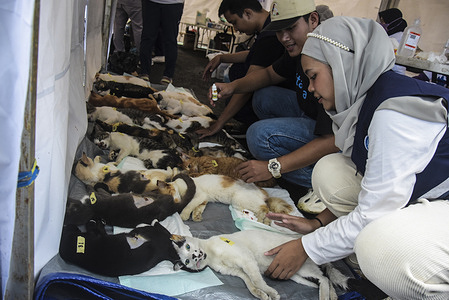 Veterinarians and cat volunteers sterilize stray cats in Bandung. In an event initiated by the Bandung City Government in collaboration with Let's Adopt Indonesia and The Brady Hunter Foundation, stray cats were sterilized to overcome the overpopulation of stray cats and rabies which attacks animals, especially stray cats.