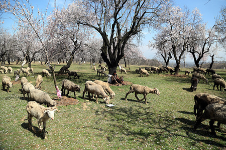 Sheep grazing on flowers shed by almond trees in Rahmoo Village area of South Kashmir's District Pulwama.
Sheep grazing on flowers shed by almond trees in Rahmoo Village area of South Kashmir's District Pulwama.